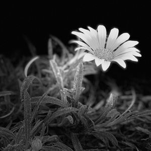 Meet your Posher, Ponderous